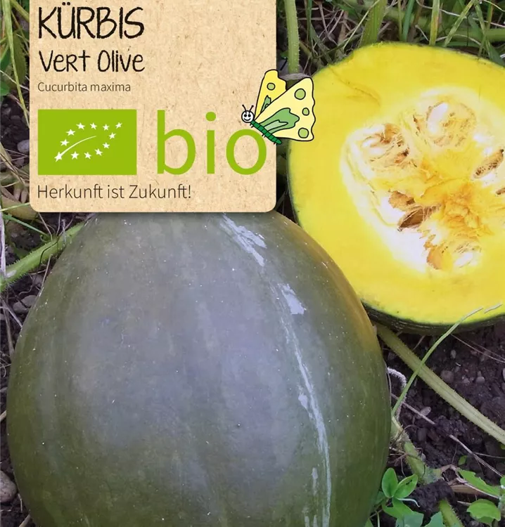 BIO Kürbis Vert Olive