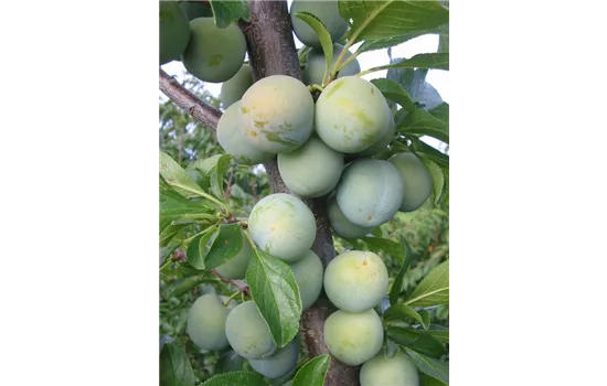 Prunus domestica REINECLAUDE VERTE