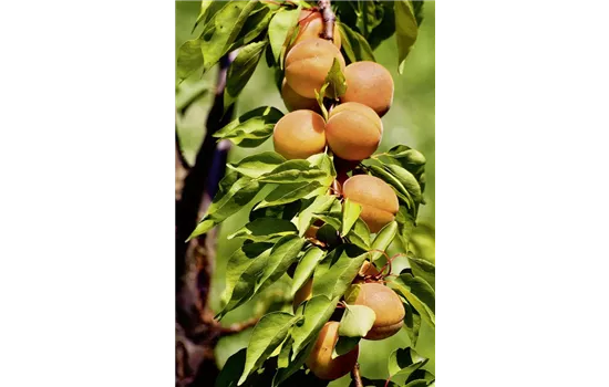 Prunus mume SOMO