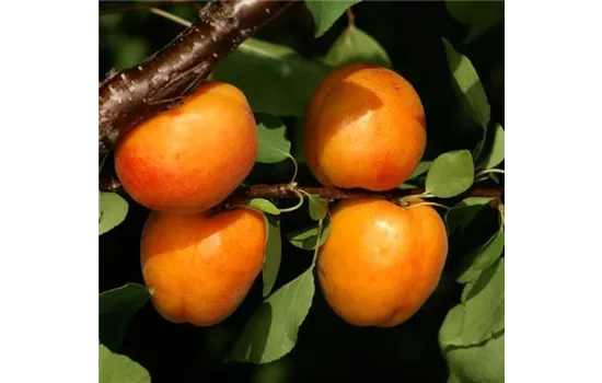 Prunus mume GOLDRICH