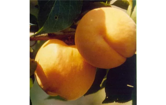 Prunus mume HARGRAND