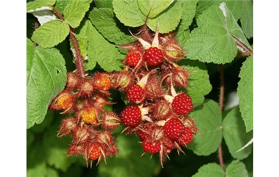 Rubus Hybride