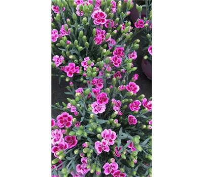 Dianthus caryphyllus Pink Kisses®