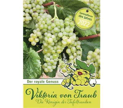 Vitis vinifera Viktoria von Traub