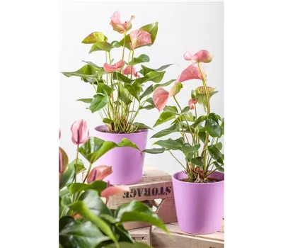 Anthurium x andreanum, rosa