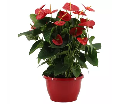 Anthurium x andreanum 'Red Winner'