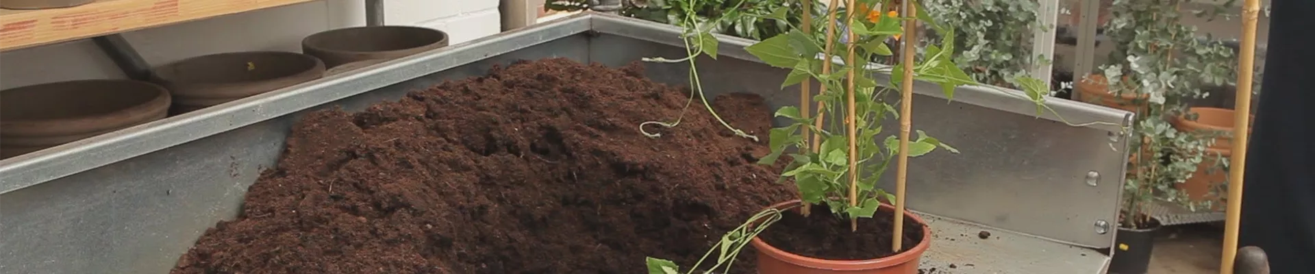 Schwarzäugige Susanne - Umtopfen (thumbnail)