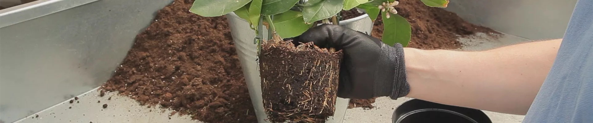 Zitronen - Umtopfen (thumbnail)