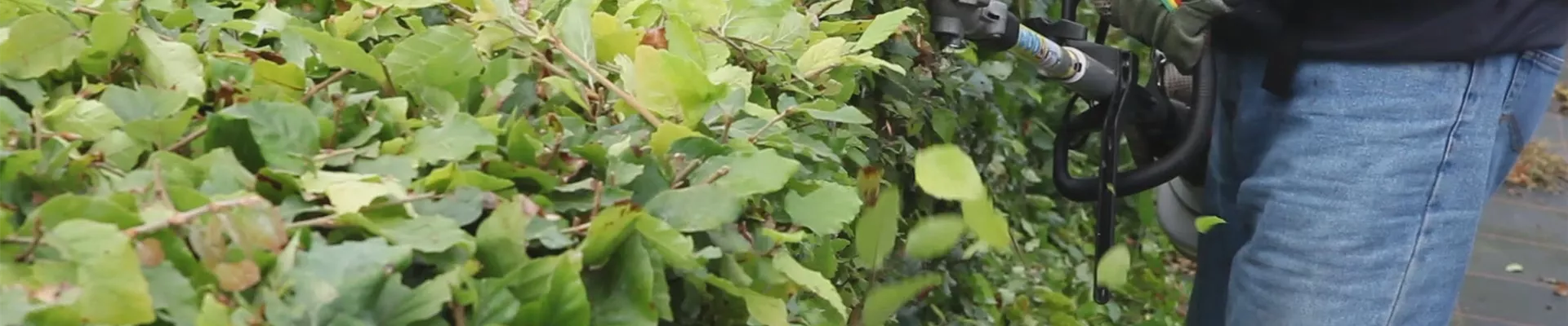 Hecke - Zurückschneiden(thumbnail)