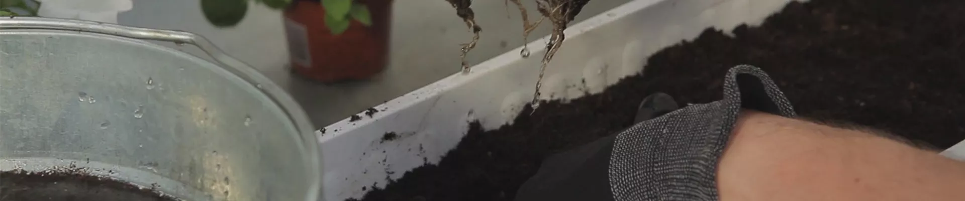 Hängende Petunien - Einpflanzen in ein Gefäß (thumbnail)