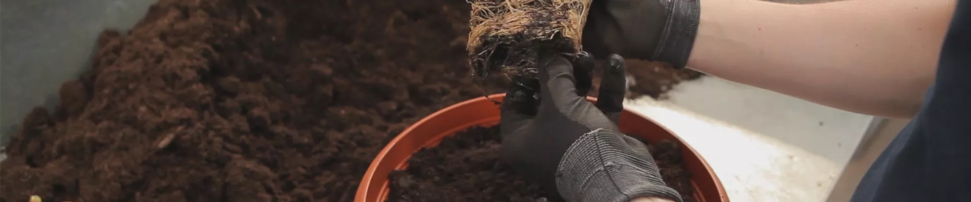 Geranien - Einpflanzen in ein Gefäß (thumbnail)