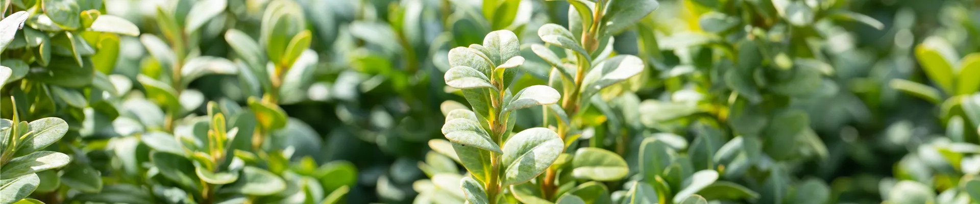 Buxus sempervirens 'Blauer Heinz'