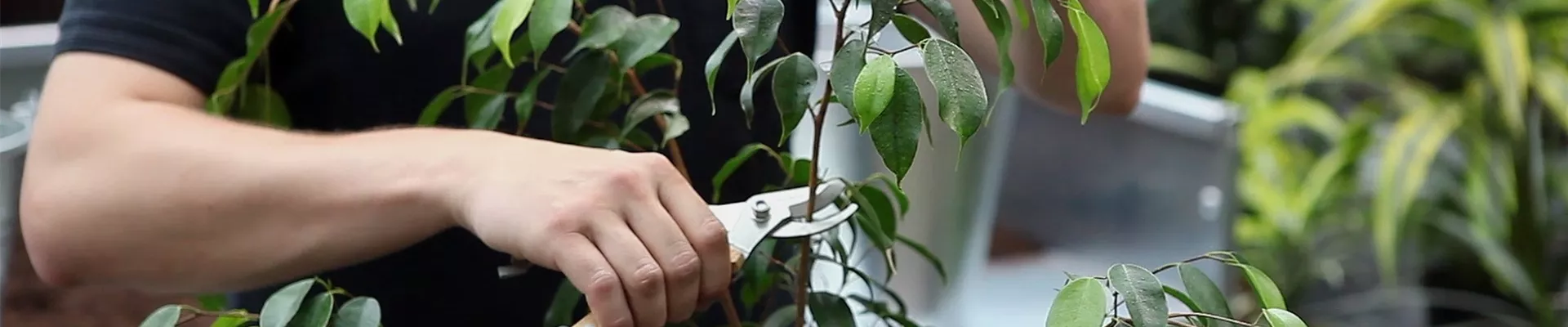 Birkenfeige - Zurückschneiden und Pflegen (thumbnail)