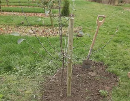 Apfelbaum - Einpflanzen im Garten