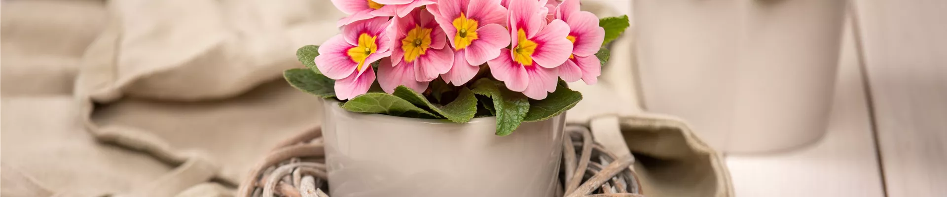 Frühblüher - Primeln im Ambiente