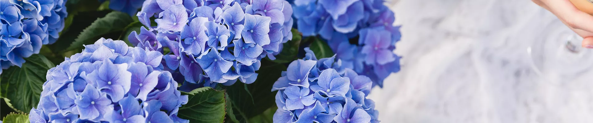 Blaue Hortensie