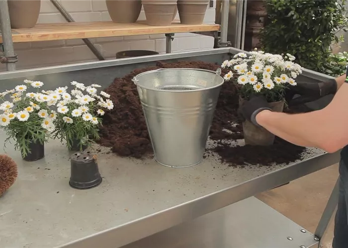 Margeriten - Einpflanzen in ein Gefäß