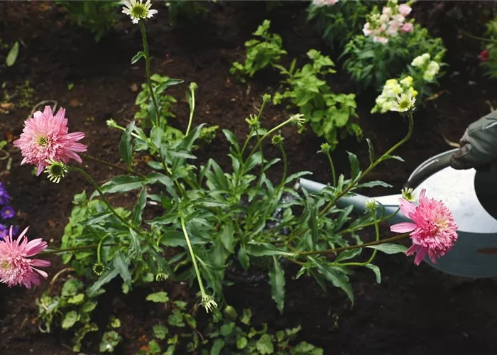 Sonnenhut - Einpflanzen im Garten
