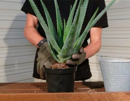 Aloe Vera - Umtopfen