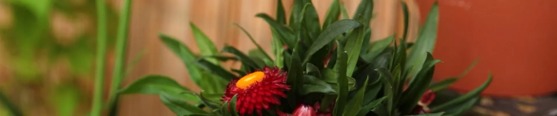 Garten-Strohblume - Einpflanzen in ein Gefäß (Thumbnail)