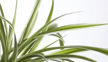 Grünlilie 'Variegatum'