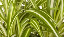 Grünlilie 'Variegatum'