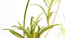 Grünlilie 'Variegatum'