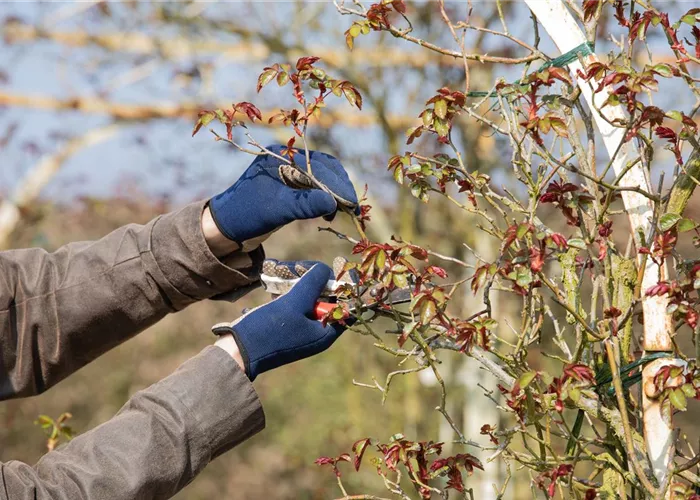 Der Rosenschnitt – Schönheitskur im Frühling