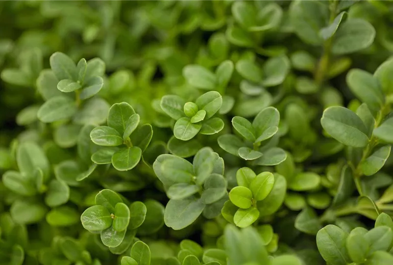 Buxus sempervirens 'Blauer Heinz'