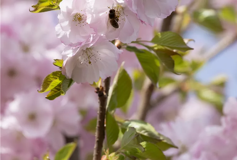 Prunus subhirtella 'Accolade'
