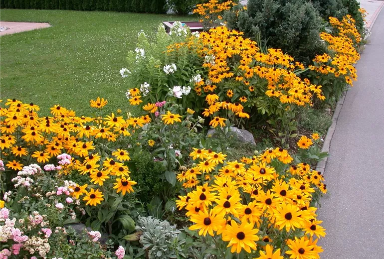 Rudbeckia