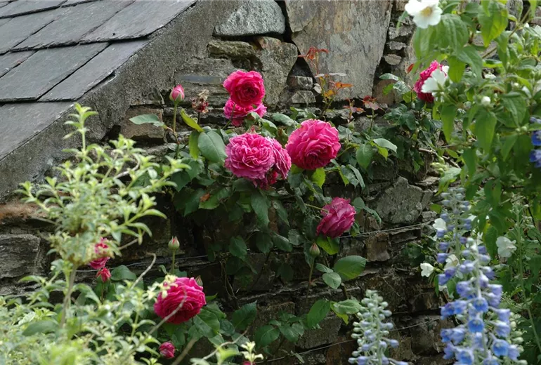 Kletterrose, pink