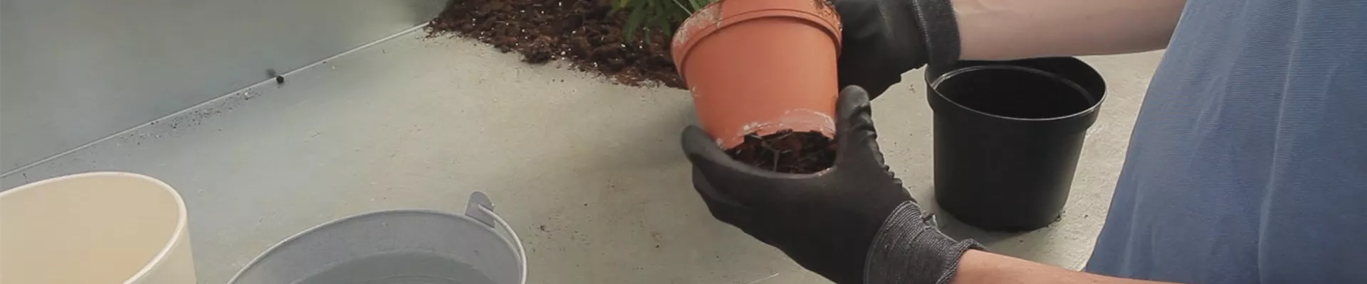 Kentia-Palme - Umtopfen (thumbnail)