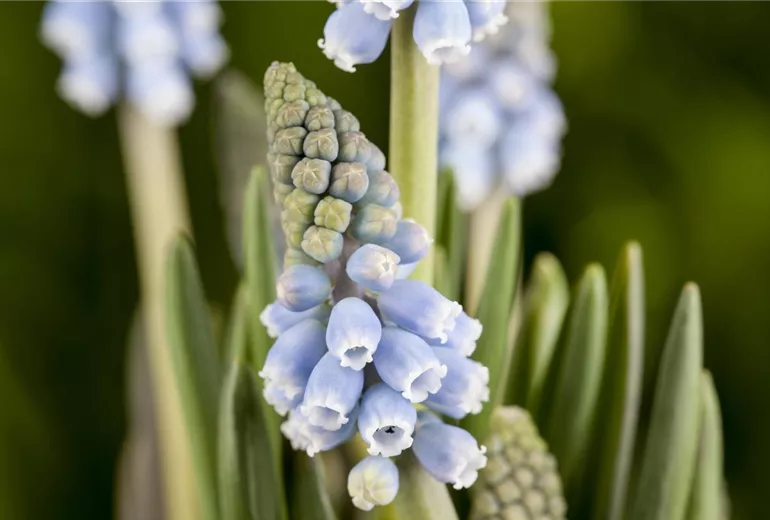 Muscari