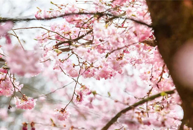 Prunus subhirtella 'Accolade'