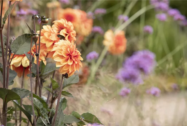 Dahlia