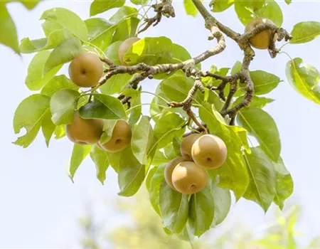 Der Obstgarten – viele Leckereien für große und kleine Naschkatzen