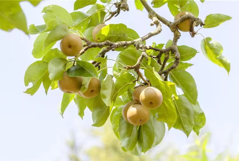 Pyrus pyraster 'Kosui'