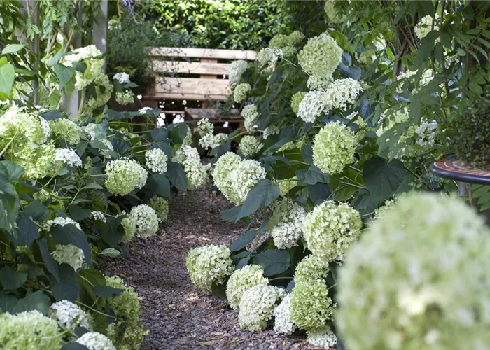 Pflanzpartner für Hortensien – Ideen für den Garten