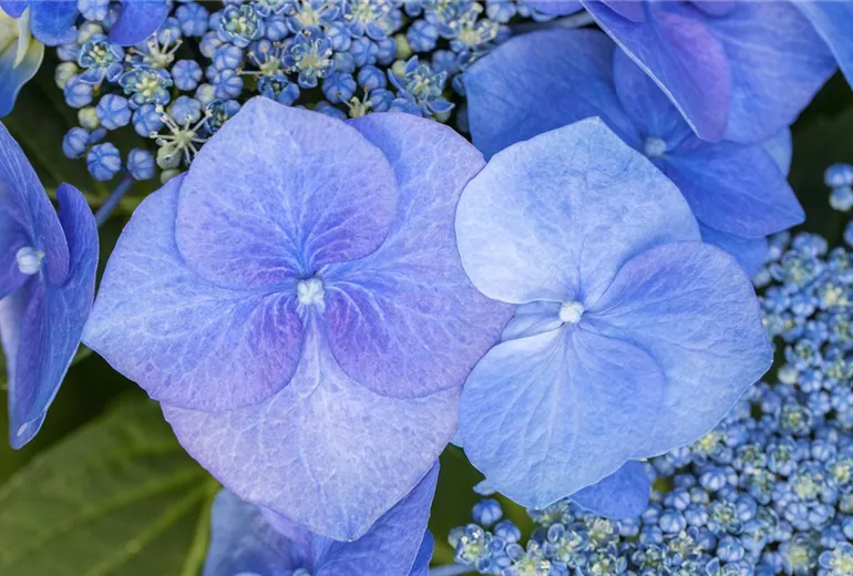 Hydrangea macrophylla 'Blaumeise'