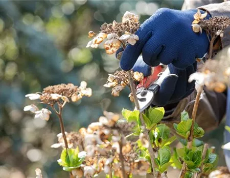 Alte Blütenstände machen Platz für neue Blüten