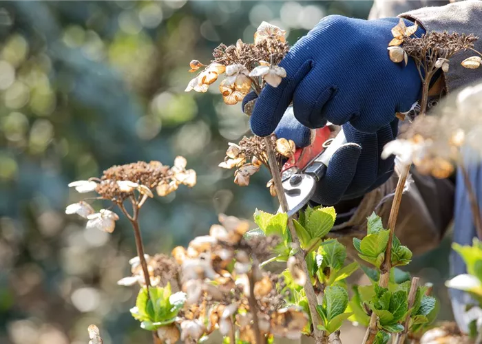 Alte Blütenstände machen Platz für neue Blüten