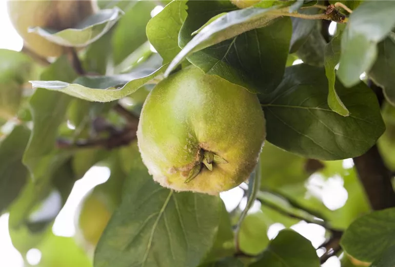 Cydonia oblonga 'Konstantinopeler Apfelquitte'