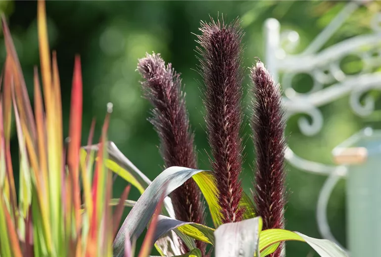 Pennisetum glaucum 'Purple Baron'
