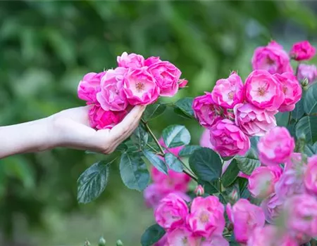 Die Rose – Wellness und Schönheit in einem