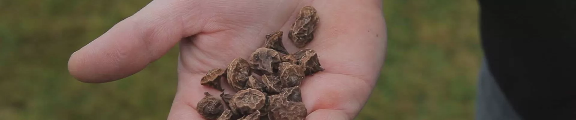 Anemonen - Blumenzwiebeln einpflanzen (thumbnail)