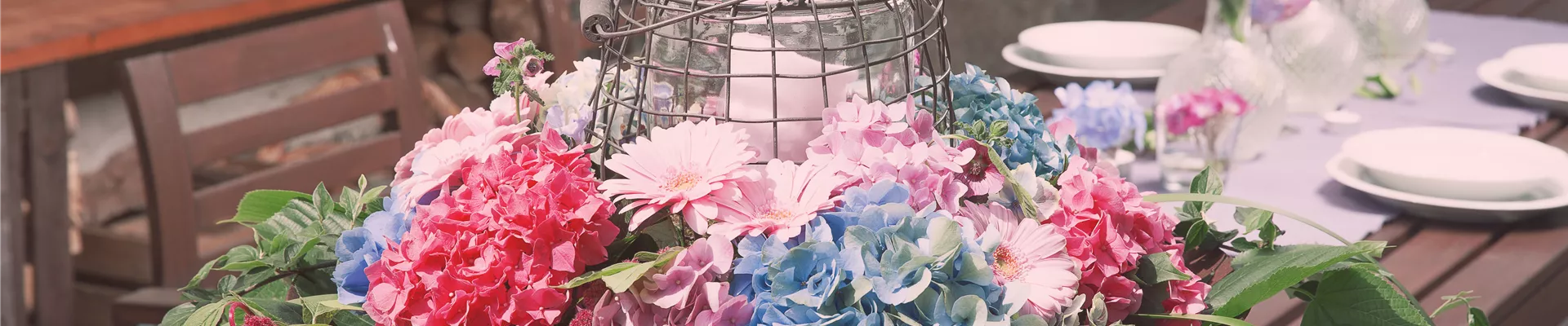 Hydrangea