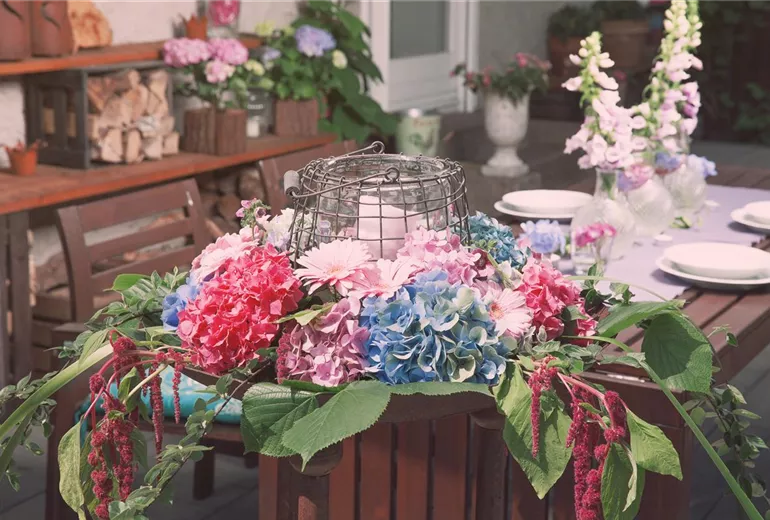 Hydrangea