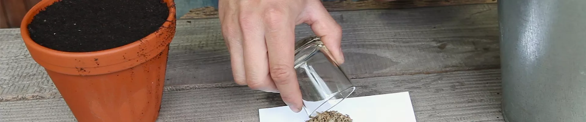 Fenchel - Aussäen von Samen (thumbnail)