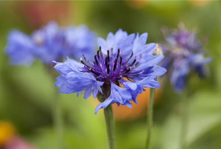 Centaurea cyanus
